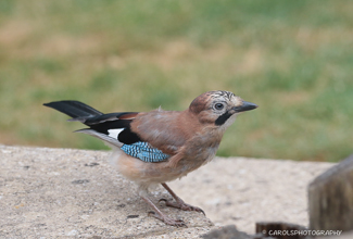 EURASIAN JAY - JUVENILE (Garrulus glandarius)